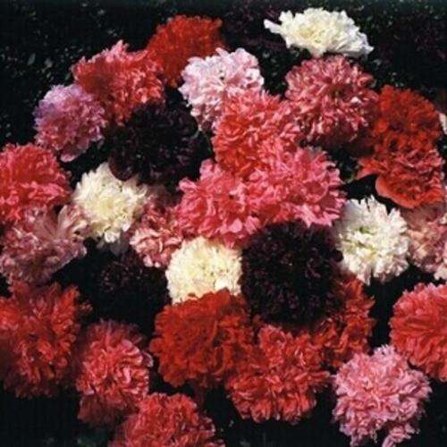 Paeoni Seeds Papaver Double Mix - 1000 Paeoni Seeds