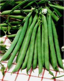 RUNNER BEAN SEEDS WITSA - 25 RUNNER BEAN SEEDS