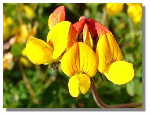 BIRDS FOOT TREFOIL SEEDS - 20 BIRDS FOOT SEEDS