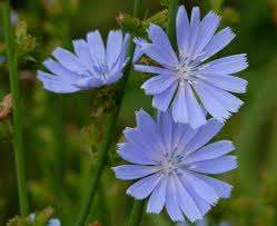 CHICORY SEEDS CICHORIUM INTYBUS - 25 CHICORY SEEDS