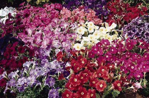 PETUNIA SEEDS CARPET MIX - 20 PETUNIA SEEDS