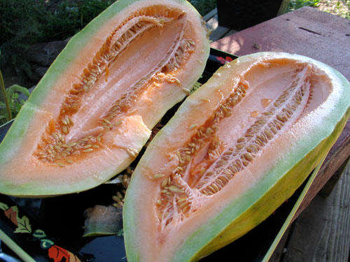 MELON SEEDS BANANA CANTALOUPE - 10 MELON SEEDS