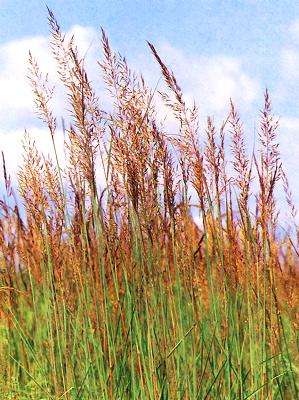 GRASS SEEDS INDIAN GRASS - 30 GRASS SEEDS