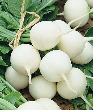 RADISH SEEDS WHITE GLOBE - 50 RADISH SEEDS