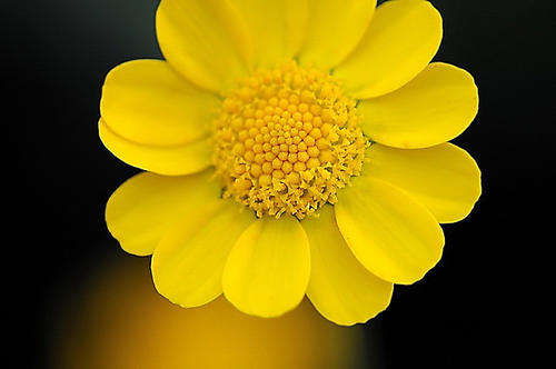 CHRYSANTHEMUM SEEDS MULTICAULE YELLOW 50 CHRYSANTHEMUM SEEDS