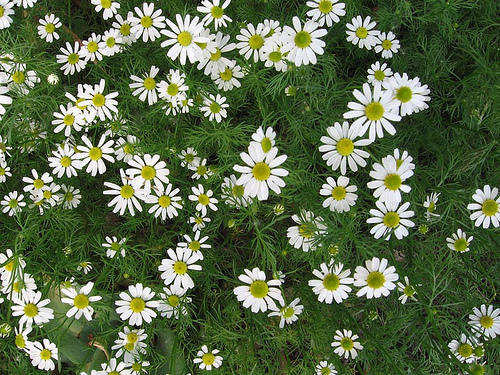 CHAMOMILE SEEDS ROMAN - 250 ROMAN CHAMOMILE SEEDS
