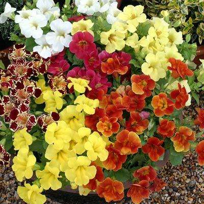 MIMULUS SEEDS MAGIC MIX - 10 MIMULUS SEEDS