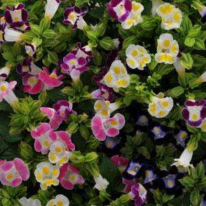 TORENIA SEEDS KAUAI MIX - 10 TORENIA SEEDS
