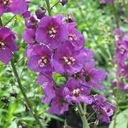VERBASCUM SEEDS TEMPTRESS PURPLE - 10 VERBASCM SEEDS