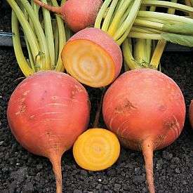BEETROOT SEEDS TOUCHSTONE GOLD - 15 BEETROOT SEEDS