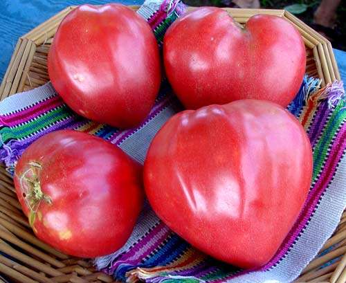TOMATO SEEDS OXHEART HEIRLOOM - 50 TOMATO SEEDS