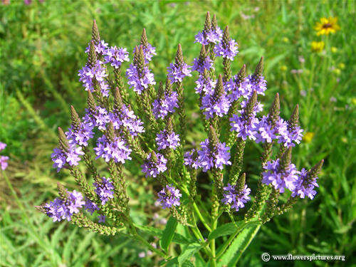 VERVAIN SEEDS BLUE VERVAIN - 100 VERVAIN SEEDS