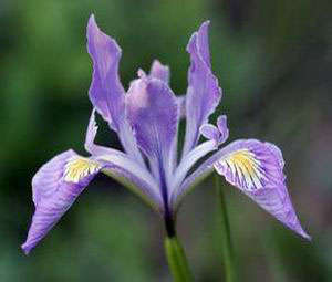 IRIS SEEDS PURPLE OREGON - 10 IRIS SEEDS