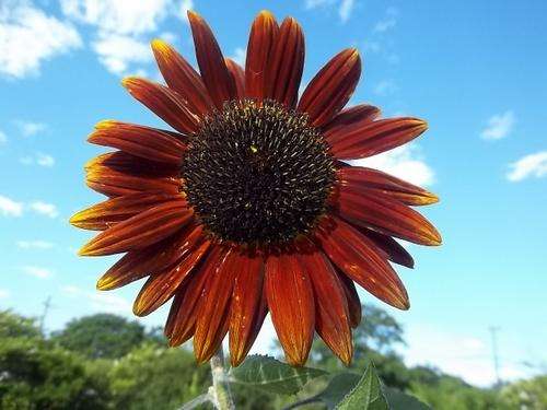 Sunflower Seeds Red Sun - 50 Helianthus Seeds