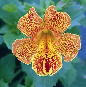 MIMULUS SEEDS MAGIC YELLOW FLAME - 10 MIMULUS SEEDS