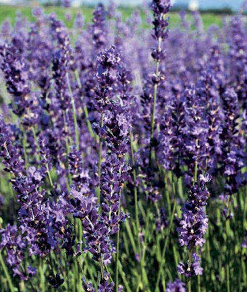 LAVENDER SEEDS PROVENCE BLUE - 10 LAVENDER SEEDS