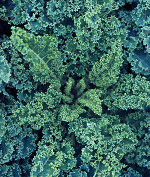KALE SEEDS BLUE CURLED VATES - 50 KALE SEEDS