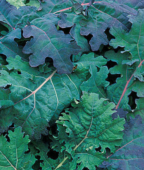 KALE SEEDS RED RUSSIAN HEIRLOOM - 25 KALE SEEDS
