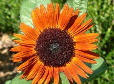 HELIANTHUS SEEDS EVENING COLOURS - 10 HELIANTHUS SEEDS