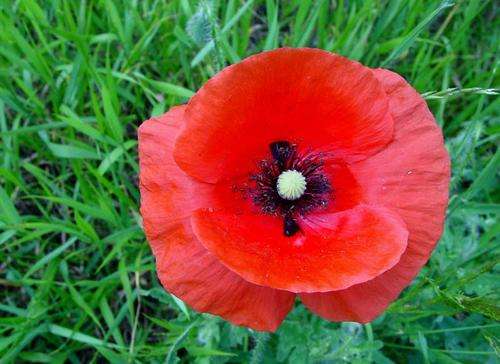 Poppy Seeds Flanders Red - 1 Gram Bulk Poppy Seeds