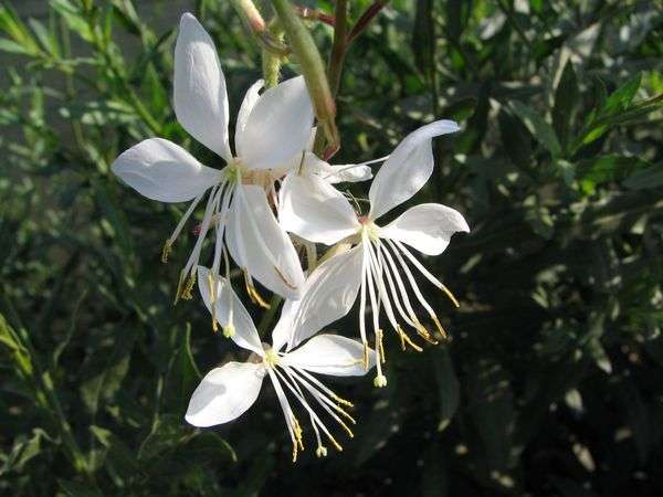 GAURA SEEDS  (BUTTERFLY BUSH) WHITE - 10 GAURA SEEDS
