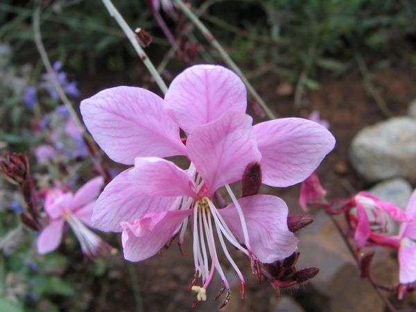 GAURA SEEDS (BUTTERFLY BUSH) PINK - 10 GAURA SEEDS