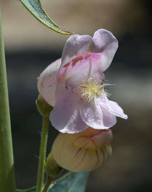 PENSTEMON SEEDS PALMERS PINK - 25 PENSTEMON SEEDS