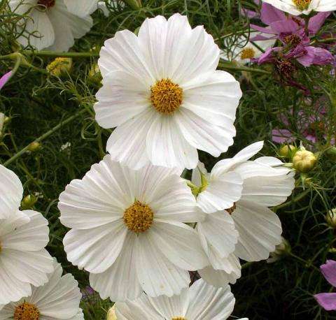 COSMOS SEEDS PURITY WHITE - 40 COSMOS SEEDS
