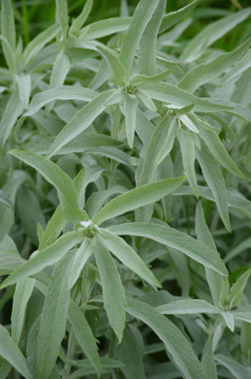 WORMWOOD SEEDS ARTEMISIA LUDOVICAIN - 25 WORMWOOD SEEDS