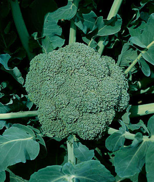 BROCCOLI SEEDS WALTHAM - 50 BROCCOLI SEEDS