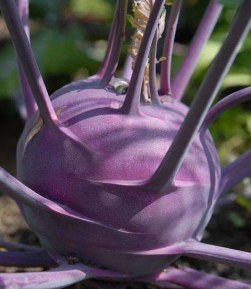 KOHLRABI SEEDS PURPLE VIENNA - 100 KOHLRABI SEEDS