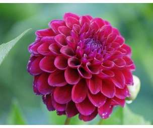 DAHLIA SEEDS MINI RED - 25 DAHLIA SEEDS