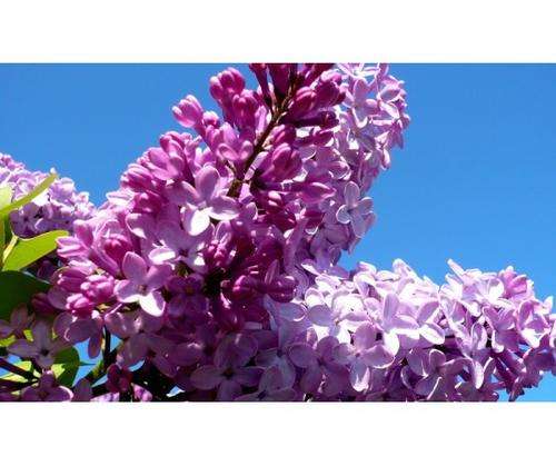 LILAC TREE SEEDS SYRINGA OBLATA - 20 LILAC TREE SEEDS