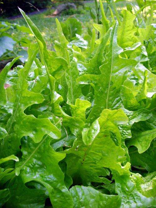 LETTUCE SEED OAKLEAF - 100 LETTUCE SEEDS