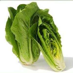 LETTUCE SEEDS PARRIS ISLAND ROMAINE - 200 LETTUCE SEEDS