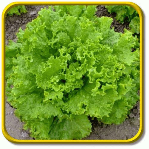 LETTUCE SEEDS GRAND RAPIDS - 200 LETTUCE SEEDS