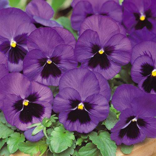 PANSY SEEDS MATRIX DEEP BLUE BLOTCH - 10 PANSY SEEDS