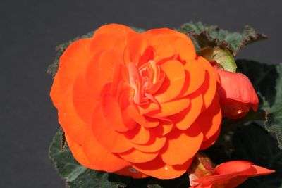 BEGONIA SEEDS NONSTOP ORANGE - 5 BEGONIA SEEDS