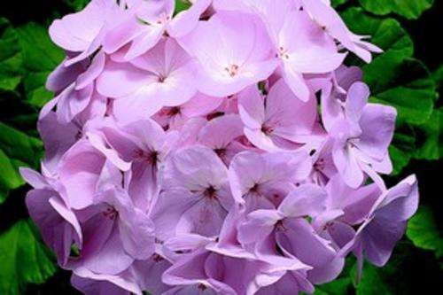 GERANIUM SEEDS MAVERICK QUICKSILVER - 5 GERANIUM SEEDS