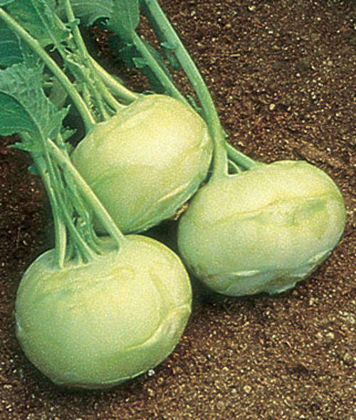 KOHLRABI SEEDS WHITE VIENNA - 300 KOHLRABI SEEDS