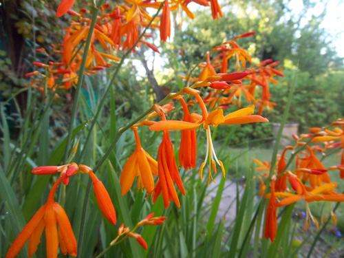 CROCOSMIA SEEDS FALLING STARS - 10 CROCOSMIA SEEDS