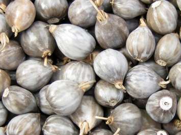 JOB'S TEARS SEEDS - 4 JOB'S TEAR SEEDS