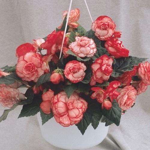 BEGONIA SEEDS NONSTOP ROSE - 5 BEGONIA SEEDS