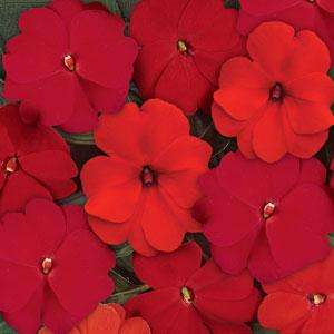 IMPATIENS SEEDS DIVINE HOT MIXED IMPROVED - 5 IMPATIENS SEEDS