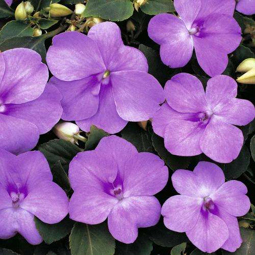 IMPATIENS SEEDS SUPER ELFIN BLUE PEARL - 10 IMPATIENS SEEDS