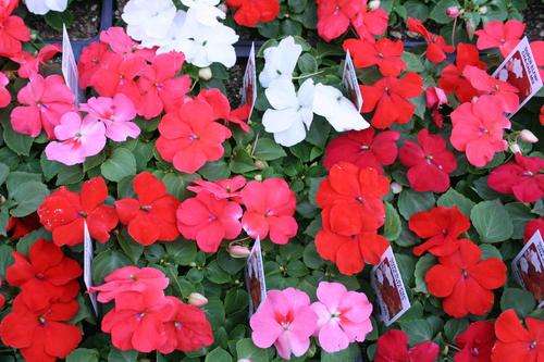 IMPATIENS SEEDS SUPER ELFIN CHA CHA MIX - 10 IMPATIENS SEEDS
