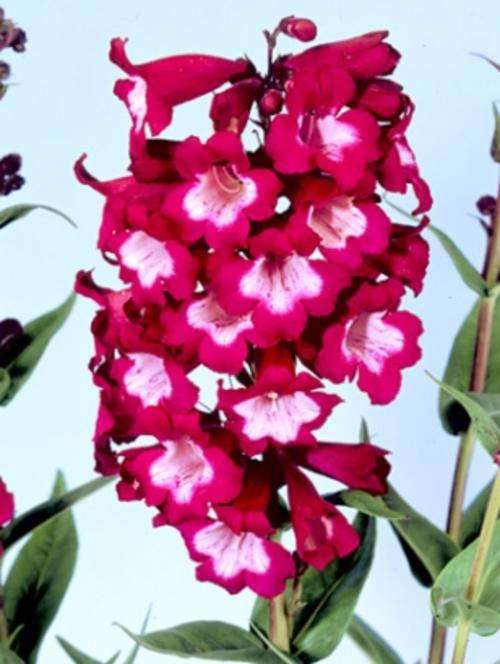 PENSTEMON SEEDS TUBULAR BELLS WINE RED - 15 PENSTEMON SEEDS