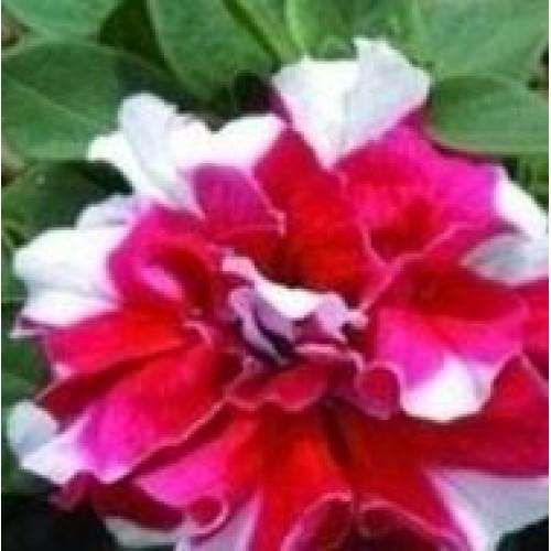 PETUNIA SEEDS DOUBLE DUO RED WHITE - 10 PETUNIA SEEDS