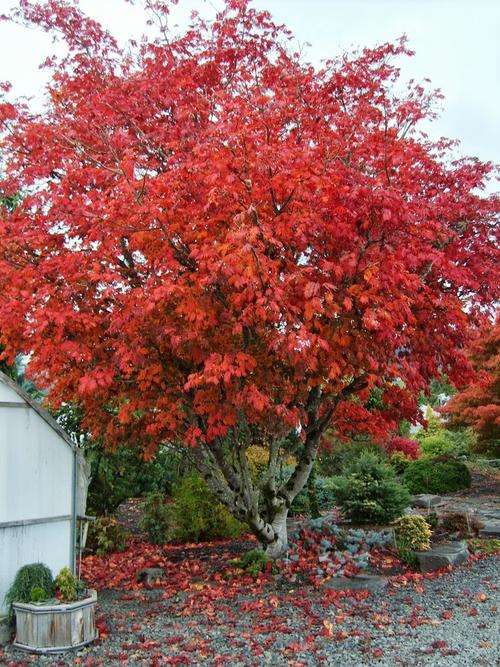 ACER SEEDS JAPANESE MAPLE RUFINERVE - 5 JAPANESE MAPLE SEEDS