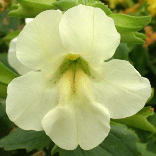MIMULUS SEEDS MAXIMUS IVORY - 10 MIMULUS SEEDS